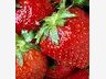photo of strawberries